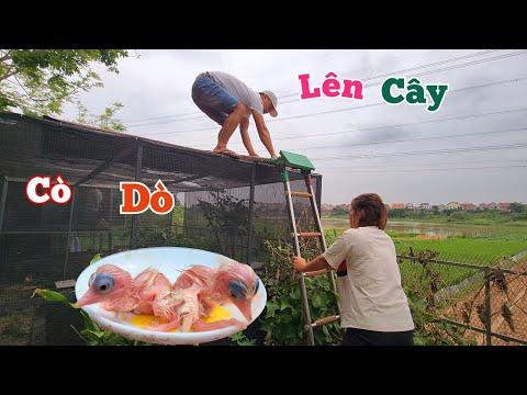 Discover the Secrets of Bird Care and Fish Behavior with Long Đen TV