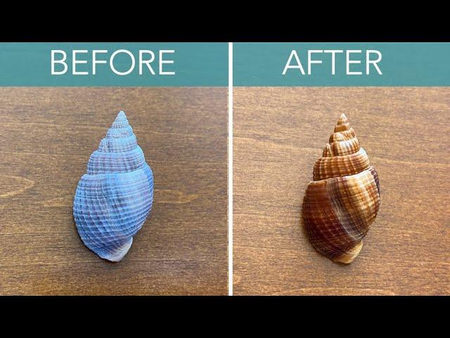 Transform Your Seashells with Acid: A Step-by-Step Guide