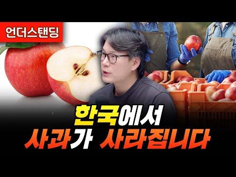 한국 사과 시장 동향 및 이슈 분석