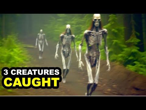 Uncovering Mysterious Creatures: Trail Camera Footage Reveals Cryptids and Paranormal Activity