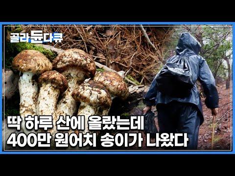 40년 경력 할머니의 송이 채취 이야기