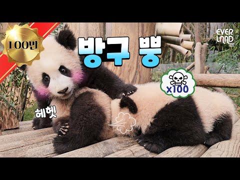 [한국어] 바오 하우스의 공식 오픈과 루이바오&후이바오의 일상