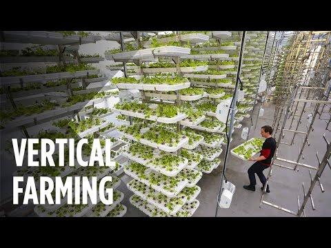 Revolutionizing Agriculture: The Future of Vertical Farming