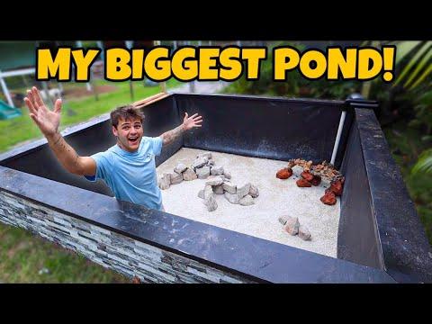 Transform Your Backyard with a Stunning Freshwater Monster Fish Pond