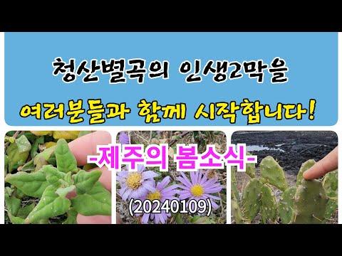 #청산별곡의 제주도 특이 식물 탐험