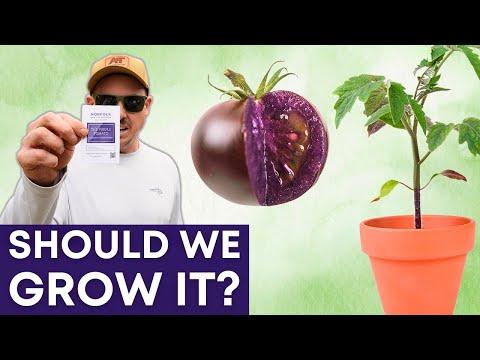 Unveiling the Health Benefits of the Purple GMO Tomato