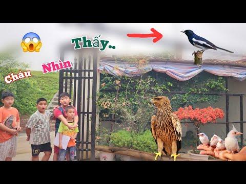 The Fascinating World of Bird Behavior: Insights from Anh Quế's Aviary