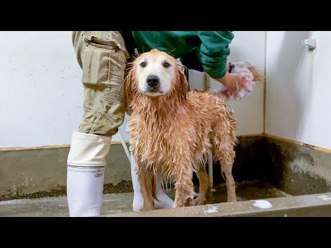 大型犬のシャンプー方法と注意点