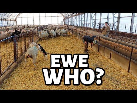 Unusual Behavior of Ewe: A Farming Mystery Unveiled