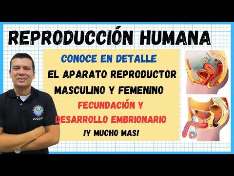 Todo lo que necesitas saber sobre el sistema reproductor humano