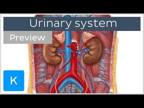 Understanding the Urinary System: A Comprehensive Guide