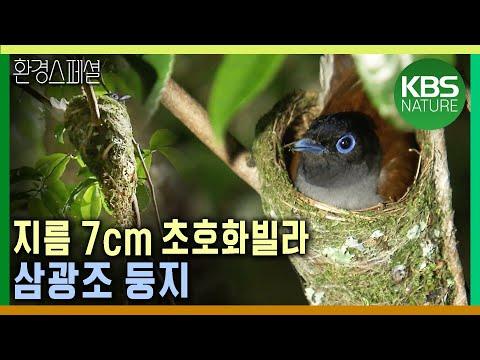 동물의 건축술: 자연의 아름다움을 담은 건축물들