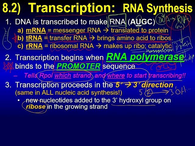 Unraveling the Central Dogma of Molecular Biology: From DNA to Proteins