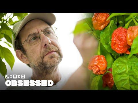 The Hottest Peppers: How Ed Currie Became Obsessed with Capsaicin