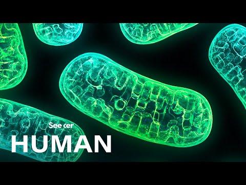 Unveiling the Powerhouse of the Cell: The Intriguing World of Mitochondria