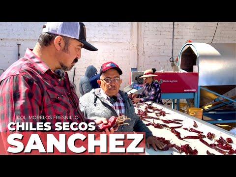 The Ultimate Guide to High-Quality Chili Production in Zacatecas