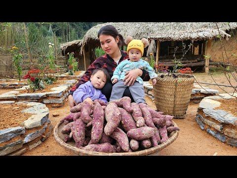 Family Fun: Harvesting Sweet Potatoes, Making Cake, and Market Adventures