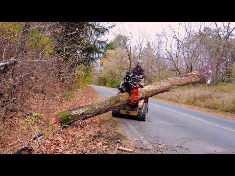 Unlocking the Potential of a Three-Year-Old Tree: A Lumber Cutting Journey
