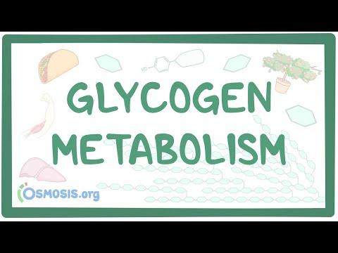 Understanding Glycogen Metabolism: Key Points and FAQs