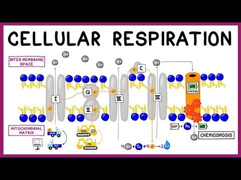 Understanding Cellular Respiration: A Comprehensive Guide