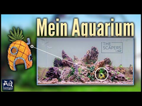 Aquariumgestaltung mit der Spongebob Ananas: Tipps und Tricks für ein beeindruckendes Aquascape