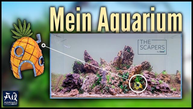 Aquariumgestaltung mit der Spongebob Ananas: Tipps und Tricks für ein beeindruckendes Aquascape