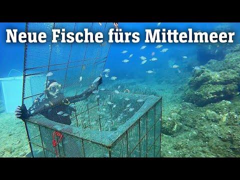 Die Bedeutung der Fischaufzucht im Mittelmeer