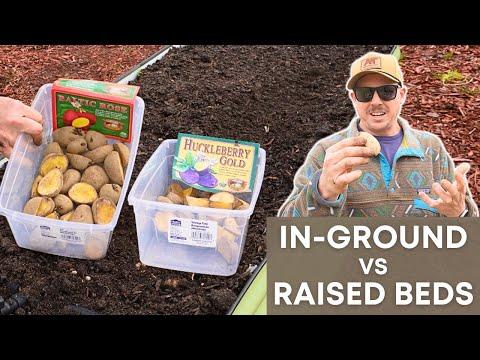 Maximizing Potato Planting Success: Traditional vs. Unconventional Methods
