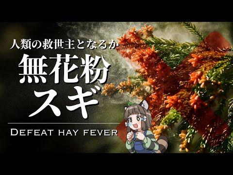 【最新情報】無花粉スギが花粉症患者を救う！