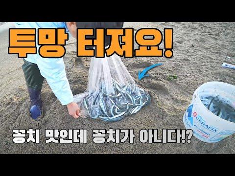 강릉 염전에서 투망치기로 물고기 잡기! 물고기 요리의 재미