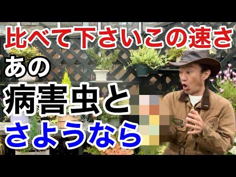 食品原料99.9%で病害虫を退治する方法と注意点