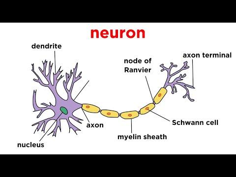 Understanding the Nervous System: A Comprehensive Guide