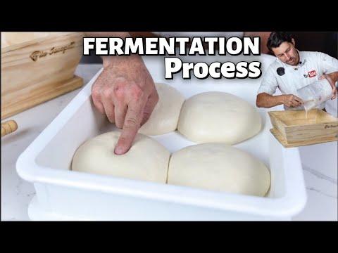 Mastering the Art of Pizza Dough Fermentation