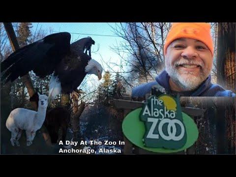 Exploring the Alaska Zoo: A Unique Wildlife Adventure