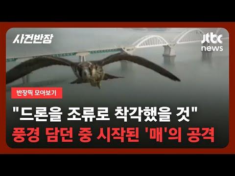 평택호 하늘에서 벌어진 매의 '드론 사냥' 사건 - 신속한 해결을 위한 상담