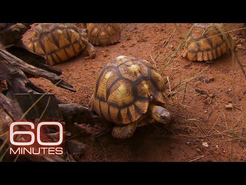 The Race to Save Endangered Turtles and Tortoises