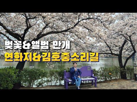 Exploring the Beauty of Cherry Blossoms and Nostalgic Music in Kimcheon