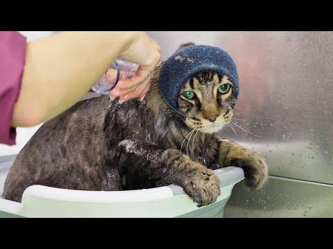 Transforming Matted Cats: A Grooming Success Story
