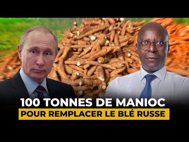 Découvrez la révolution du manioc au Cameroun