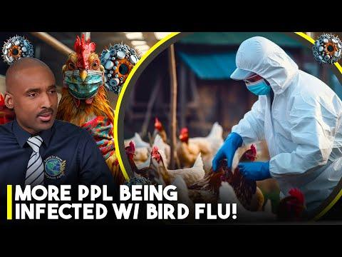 Is Bird Flu the Next Pandemic Threat? Insights and Precautions