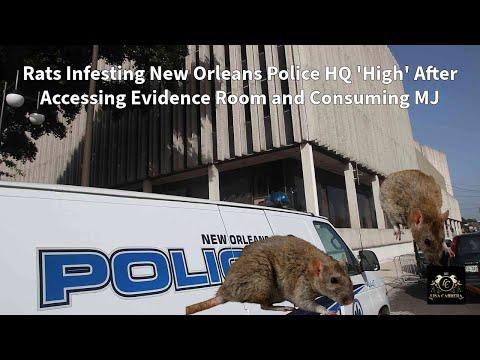New Orleans Police HQ Infested with Rats and Roaches: A Troubling Situation Revealed