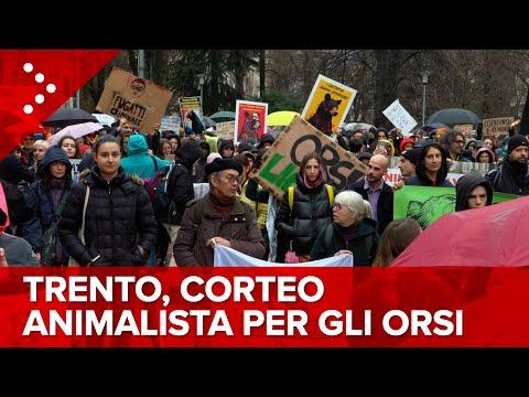 Movimenti Animalisti a Trento: Protesta Contro l'Uccisione degli Orsi