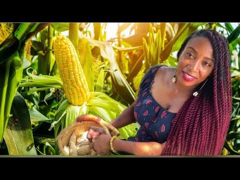 Discovering the African Dream: A Corn Farmer's Journey