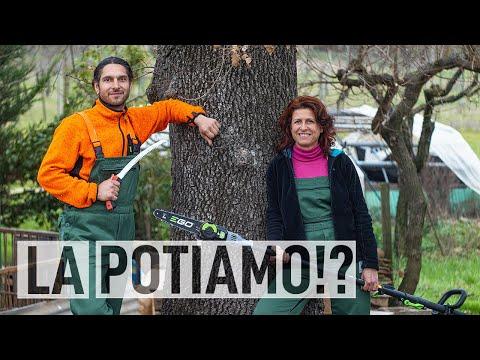 Potatura di una quercia secolare in Tree Climbing: Guida completa