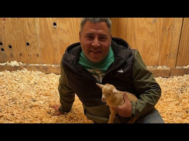 Adorable Baby Goats: A Heartwarming Farm Experience