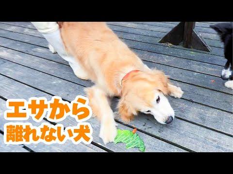 食いしん坊な犬のエサへの執着心についての興味深い観察