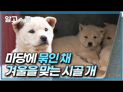 겨울 나기를 도와준 강형욱, 시골 강아지들의 이야기