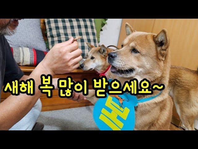 황도와 달래: 새해 복 많이 받으세요~