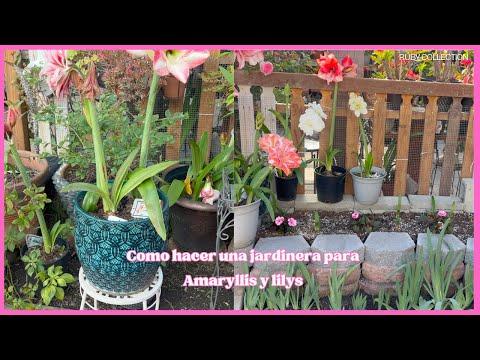 Transform Your Garden with Amaryllis and Iris: Step-by-Step Guide