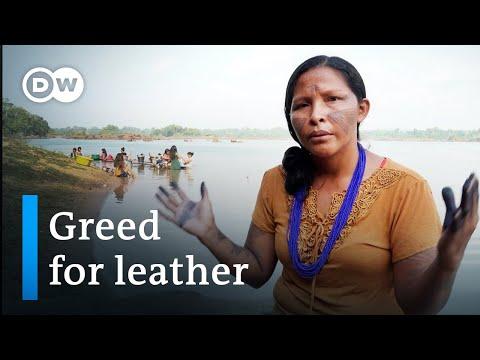 The Dark Side of Luxury Cars: Illegal Deforestation for Leather Production